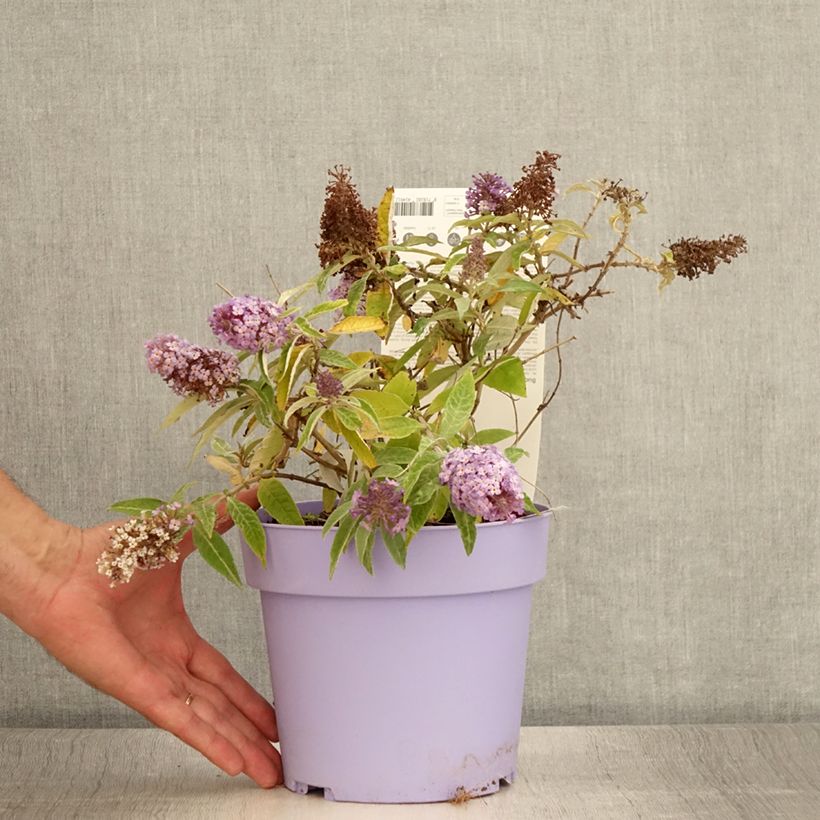 Exemplar von Buddleja davidii Butterfly Candy Lila Sweetheart - Sommerflieder Topf mit 3L/4L wie im Sommer geliefert