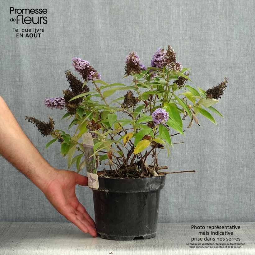 Exemplar von Buddleja davidii Butterfly Candy Little Lila - Sommerflieder Topf mit 3L/4L wie im Sommer geliefert