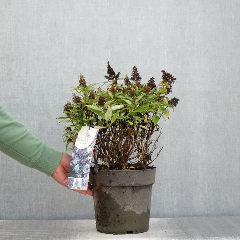 Exemplar von Buddleja davidii Butterfly Candy Trio - Sommerflieder Topf mit 4L/5L wie im Sommer geliefert