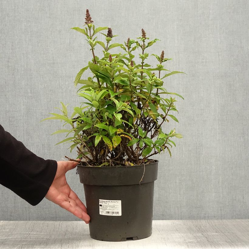 Exemplar von Buddleja davidii Butterfly Candy Trio Mix - Sommerflieder Topf mit 6L/7L wie im Sommer geliefert