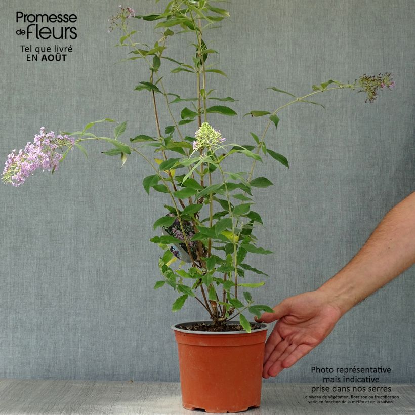 Exemplar von Buddleja davidii Gulliver - Sommerflieder Topf mit 3L/4L wie im Sommer geliefert