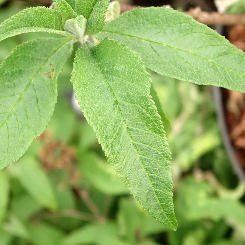 Buddleja davidii Sugar Plum - Sommerflieder (Laub)