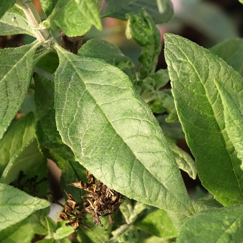 Buddleja davidii Funky Fuchsia - Sommerflieder (Laub)