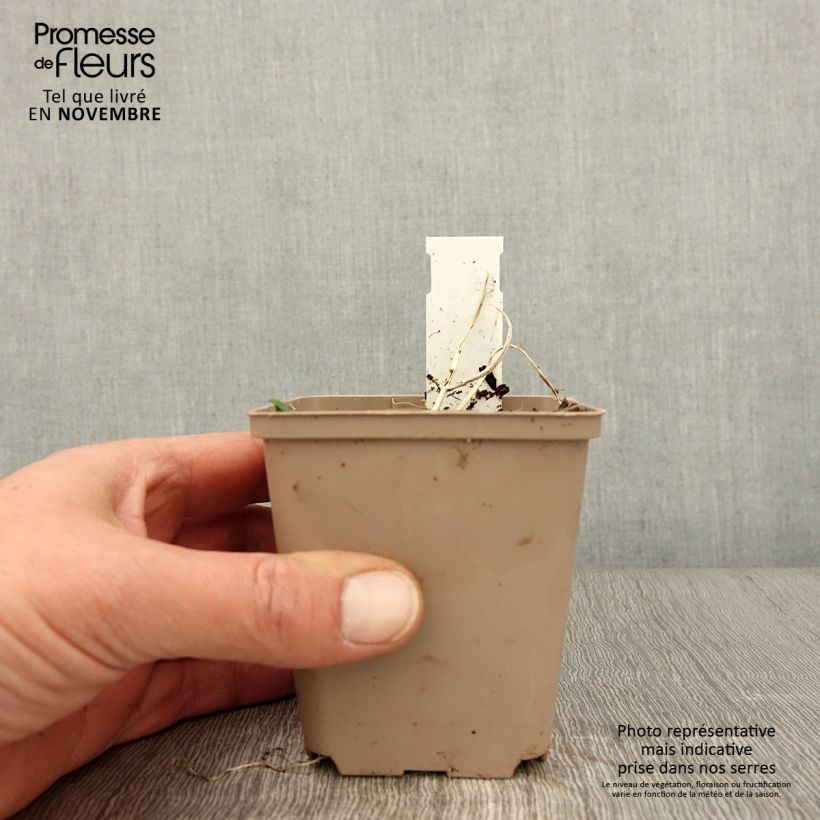 Exemplar von Ajuga incisa Frosted Jade - Aufrechter Günsel Kleine Töpfe von 8/9 cm wie im Herbst geliefert