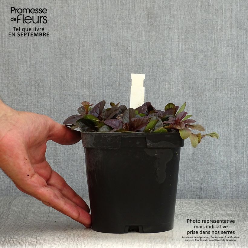 Exemplar von Ajuga reptans Atropurpurea - Kriechender Günsel Topf mit 2L/3L wie im Sommer geliefert