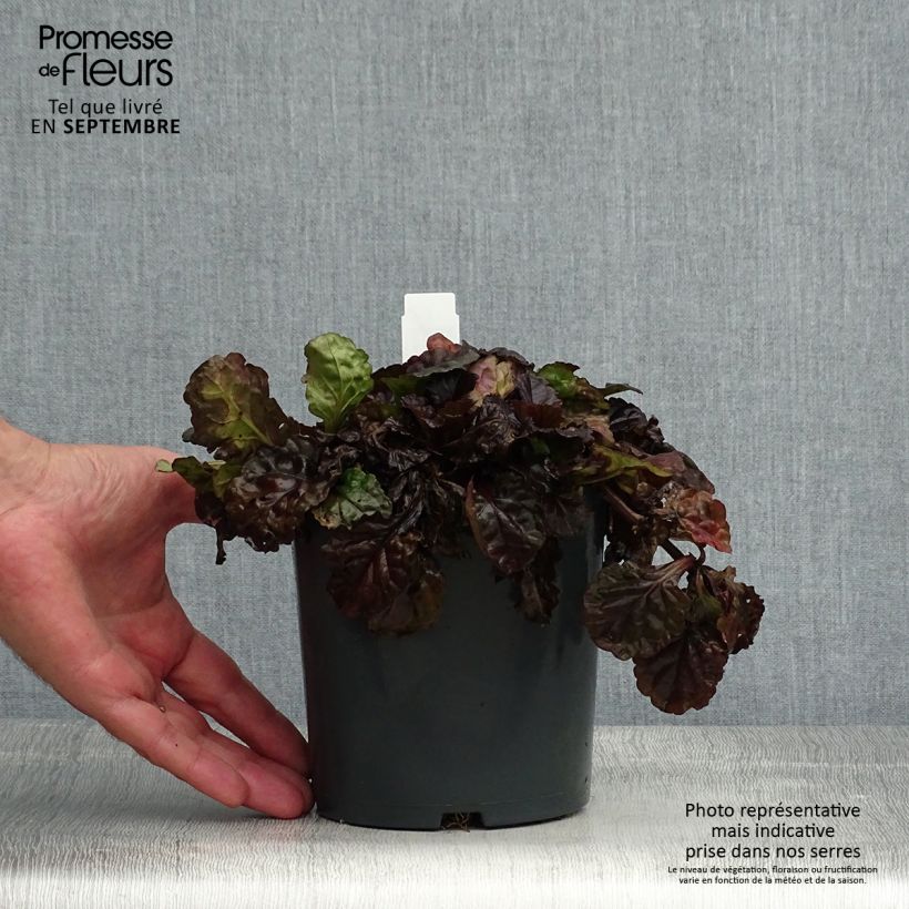 Exemplar von Ajuga reptans Black Scallop - Kriechender Günsel Topf mit 2L/3L wie im Sommer geliefert