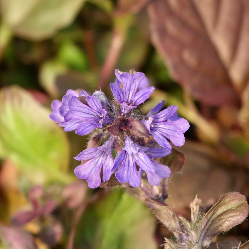 Ajuga reptans Catlin's Giant - Kriechender Günsel (Blüte)
