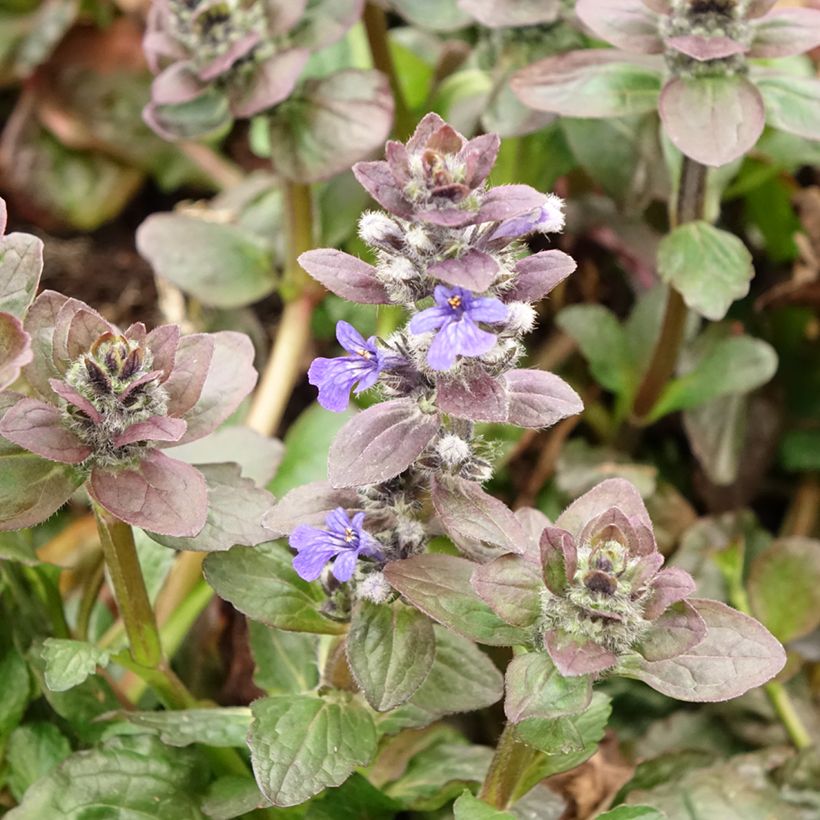 Ajuga reptans Catlin's Giant - Kriechender Günsel (Blüte)