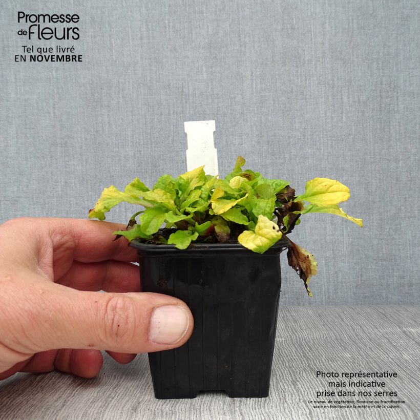 Exemplar von Ajuga reptans Gold Chang - Kriechender Günsel Kleine Töpfe von 8/9 cm wie im Herbst geliefert