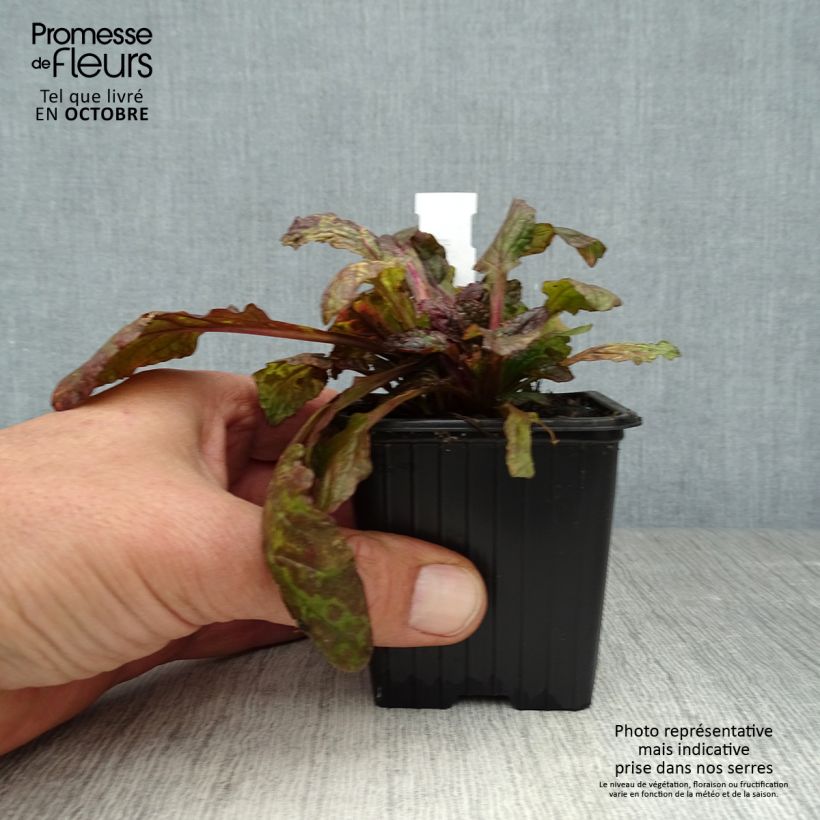 Exemplar von Ajuga reptans Multicolor - Kriechender Günsel Kleine Töpfe von 8/9 cm wie im Herbst geliefert