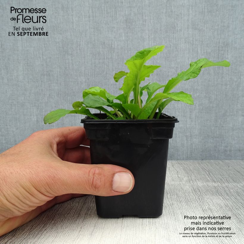 Exemplar von Ajuga reptans Purple Torch - Kriechender Günsel Kleine Töpfe von 7/8 cm wie im Sommer geliefert