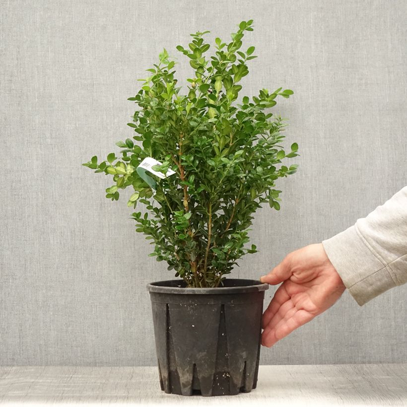 Exemplar von Buxus microphylla Faulkner - Kleinblättriger Buchsbaum Topf mit 2L/3L wie im Sommer geliefert