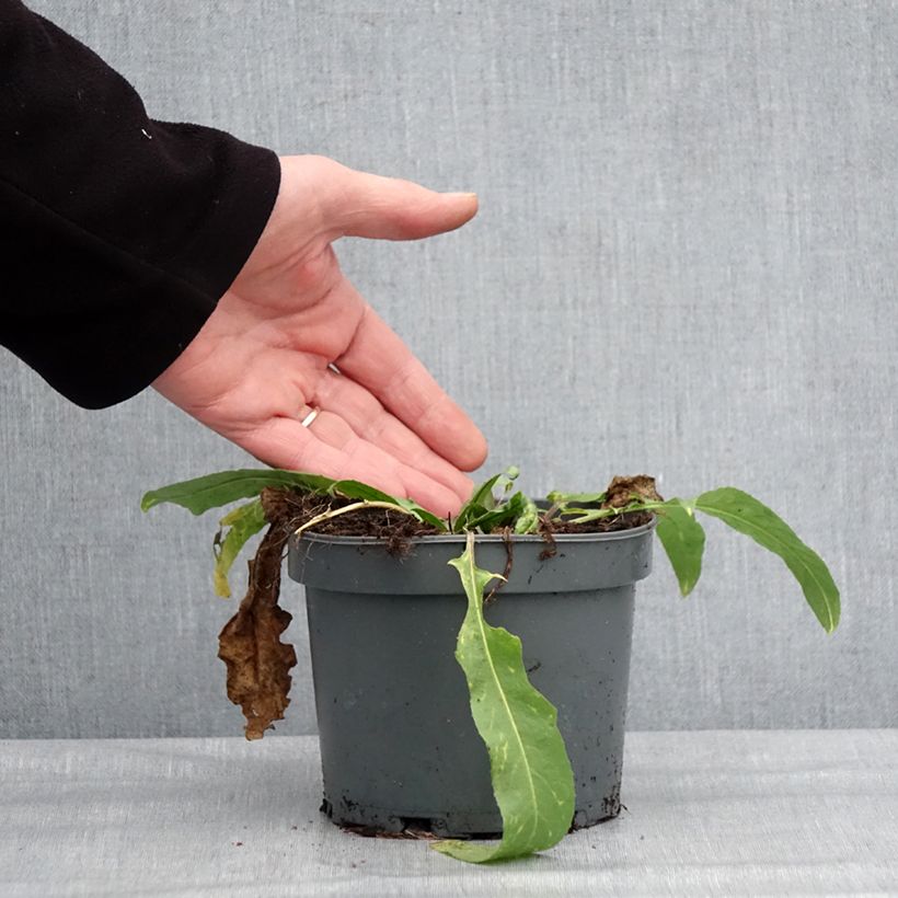 Exemplar von Morgenländische Zackenschote - Bunias orientalis Topf mit 1,5L/2L wie im Winter geliefert