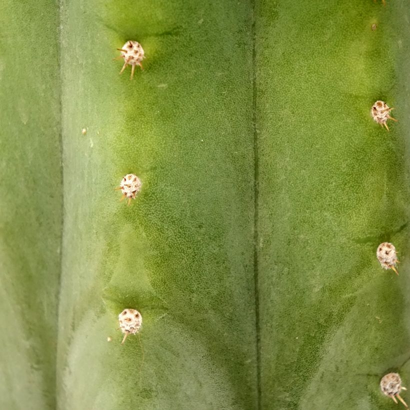 San-Pedro-Kaktus - Trichocereus pachanoi (Laub)