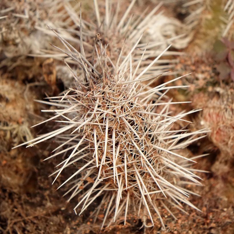 Kaktus - Lobivia cardenasiana (Laub)