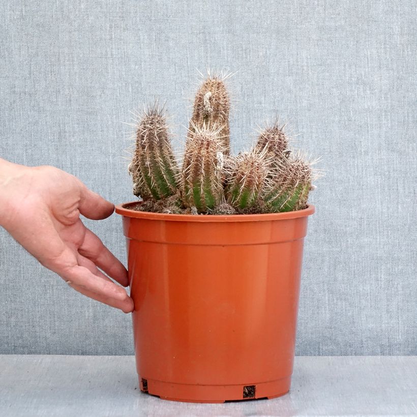 Exemplar von Cactus - Lobivia cardenasiana - Pot de 4L/5L wie im Frühjahr geliefert