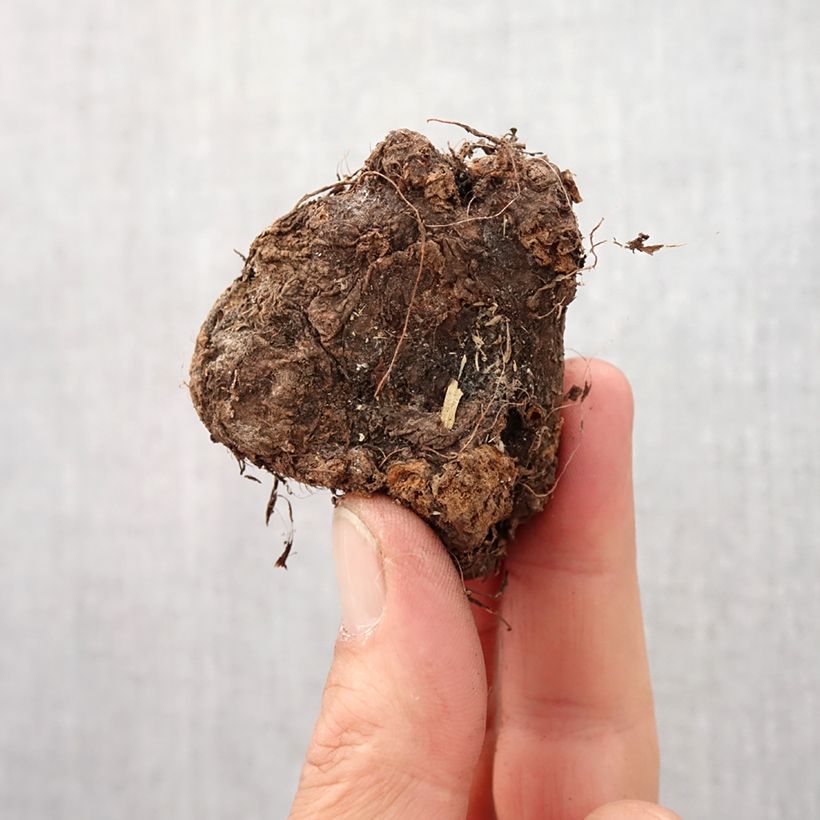 Exemplar von Caladium Fannie Munson Zwiebel Kaliber/Größe 4+ wie im Frühjahr geliefert