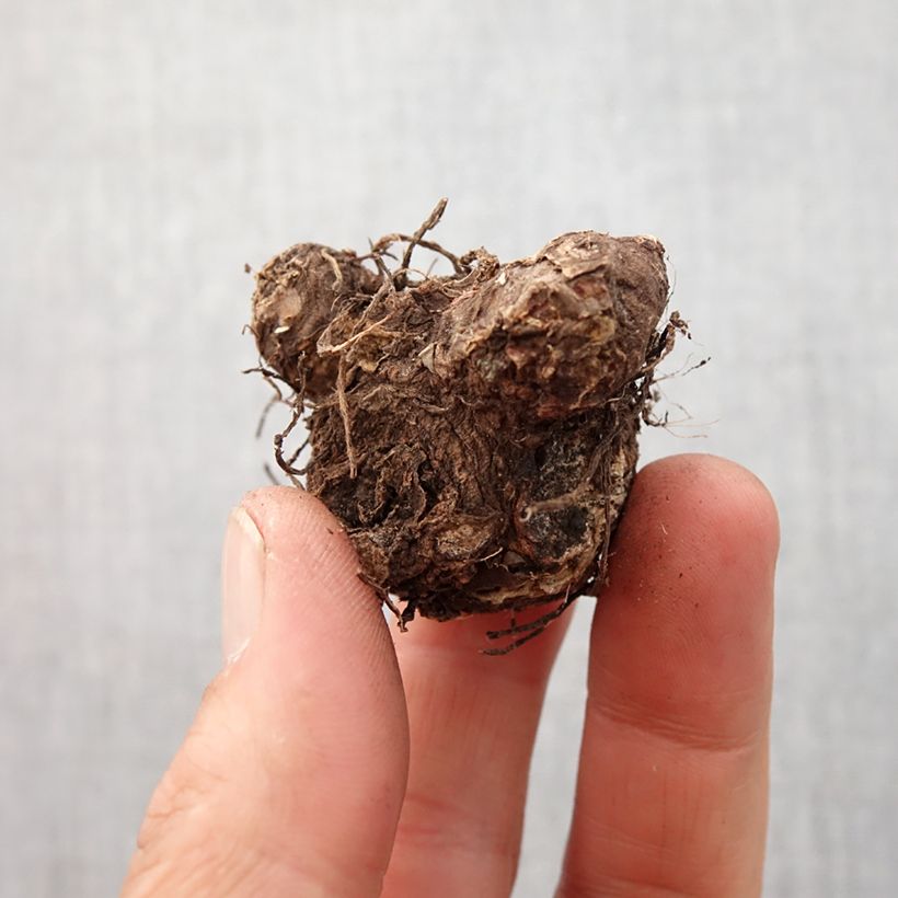 Exemplar von Caladium Rosebud Zwiebel Kaliber/Größe I wie im Frühjahr geliefert
