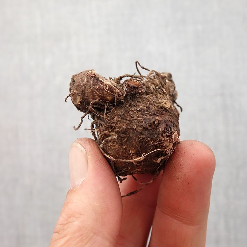 Exemplar von Caladium White Queen Zwiebel Kaliber/Größe 4+ wie im Frühjahr geliefert