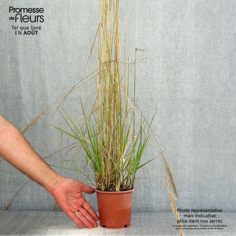 Exemplar von Calamagrostis acutiflora Avalanche - Reitgras Topf mit 1L/1,5L wie im Sommer geliefert