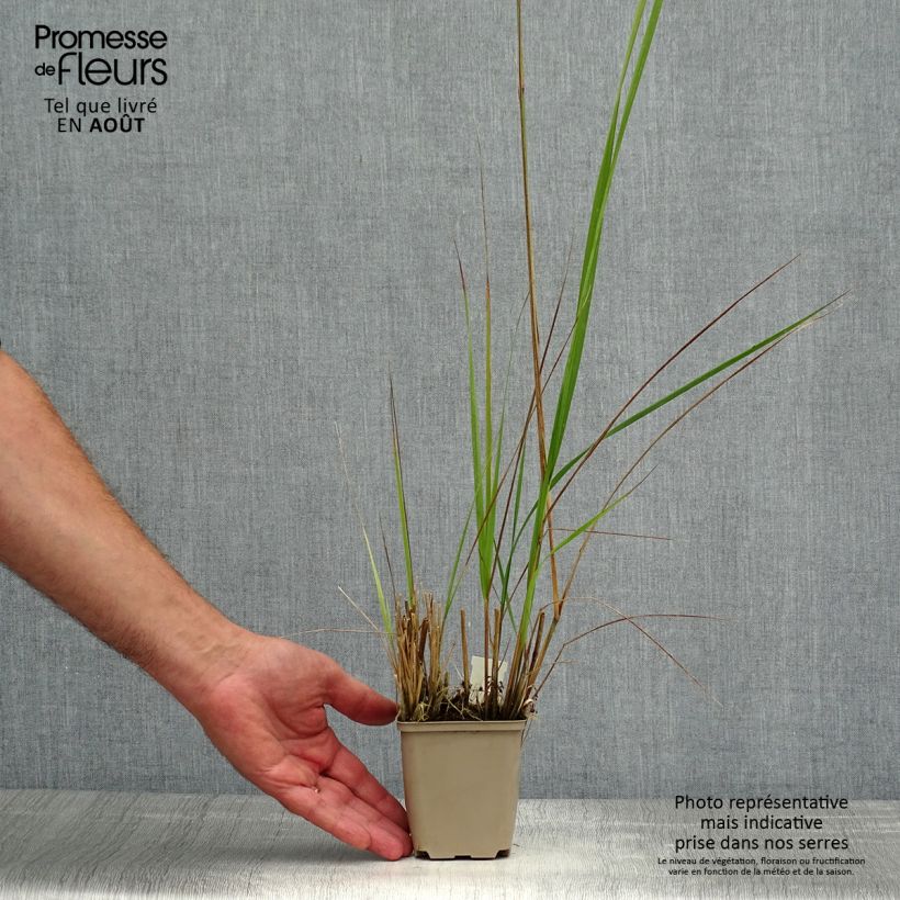 Exemplar von Calamagrostis acutiflora Avalanche - Reitgras Kleine Töpfe von 8/9 cm wie im Sommer geliefert