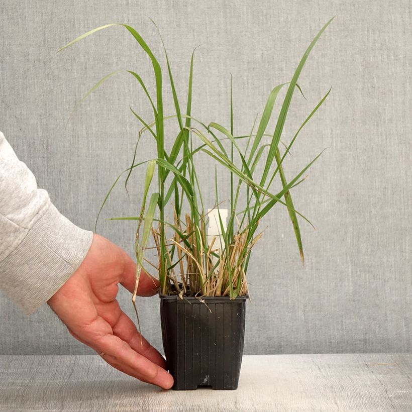 Exemplar von Calamagrostis acutiflora Eldorado - Reitgras Kleine Töpfe von 8/9 cm wie im Frühjahr geliefert