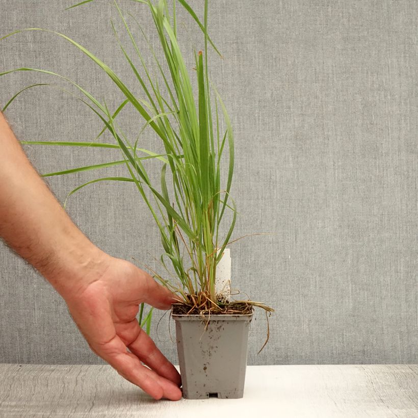 Exemplar von Calamagrostis acutiflora Karl Foerster - Reitgras Kleine Töpfe von 8/9 cm wie im Sommer geliefert