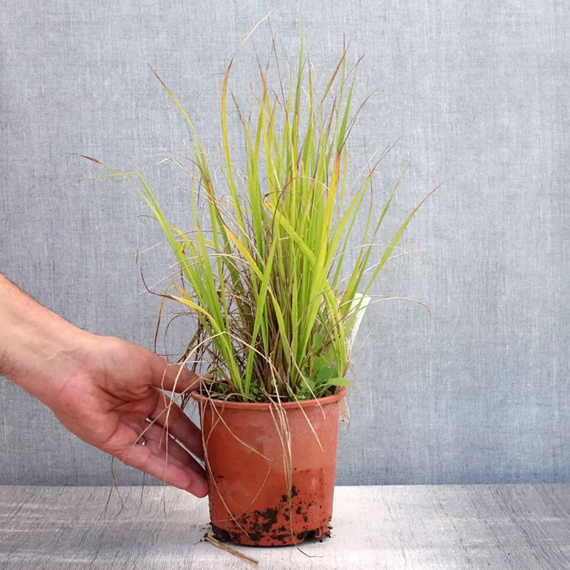 Exemplar von Calamagrostis acutiflora Waldenbuch - Reitgras Topf mit 1L/1,5L wie im Sommer geliefert