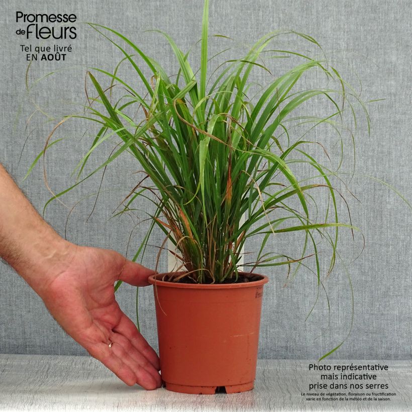 Exemplar von Calamagrostis brachytricha - Diamantgras Topf mit 1L/1,5L wie im Sommer geliefert