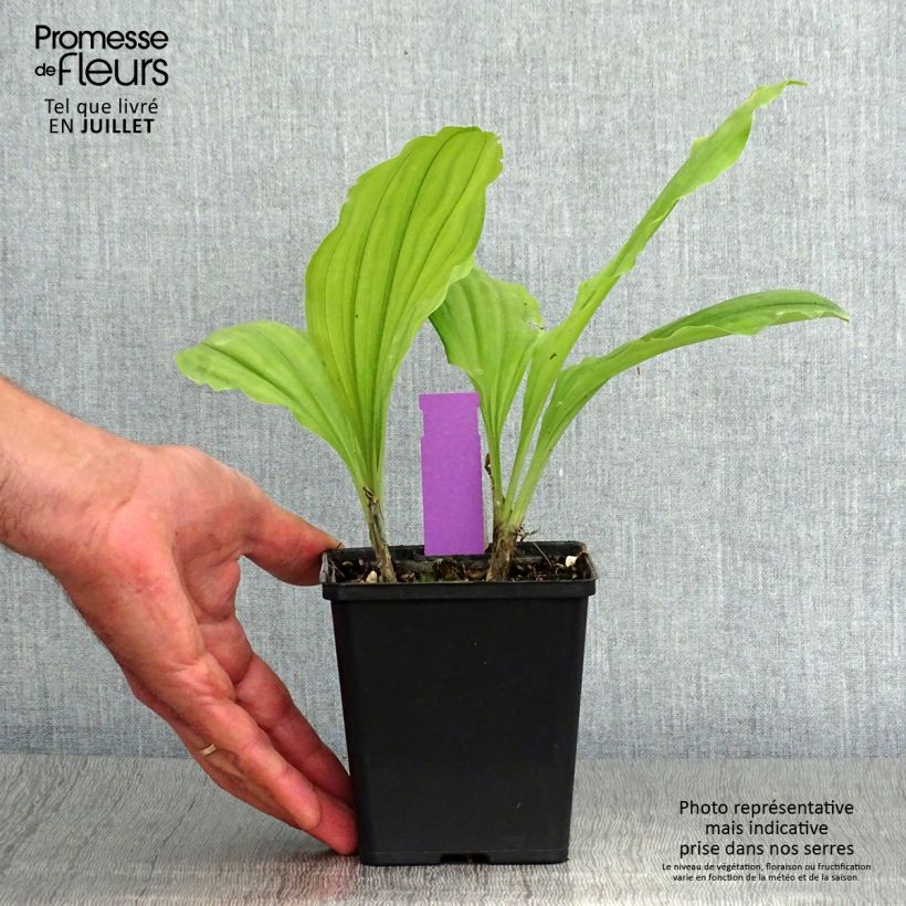 Exemplar von Calanthe Olive Green - Gartenorchidee Topf mit 1,5L/2L wie im Sommer geliefert