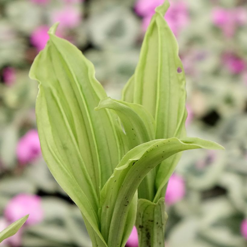 Calanthe Pink & Cream - Gartenorchidee (Laub)