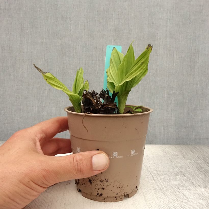 Exemplar von Calanthe reflexa - Gartenorchidee Topf mit 1,5L/2L Kaliber/Größe I wie im Sommer geliefert