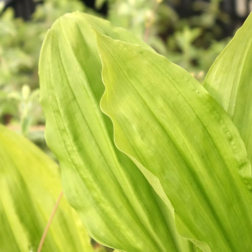 Calanthe sieboldii Light - Gartenorchidee (Laub)
