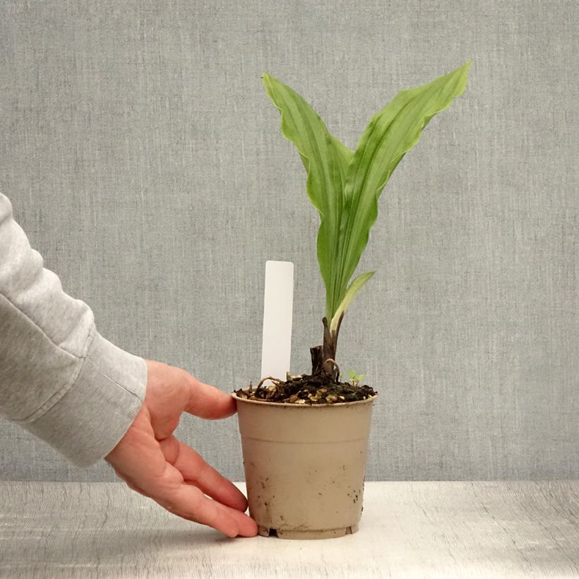 Exemplar von Calanthe sieboldii Light - Gartenorchidee Topf mit 1L/1,5L wie im Sommer geliefert