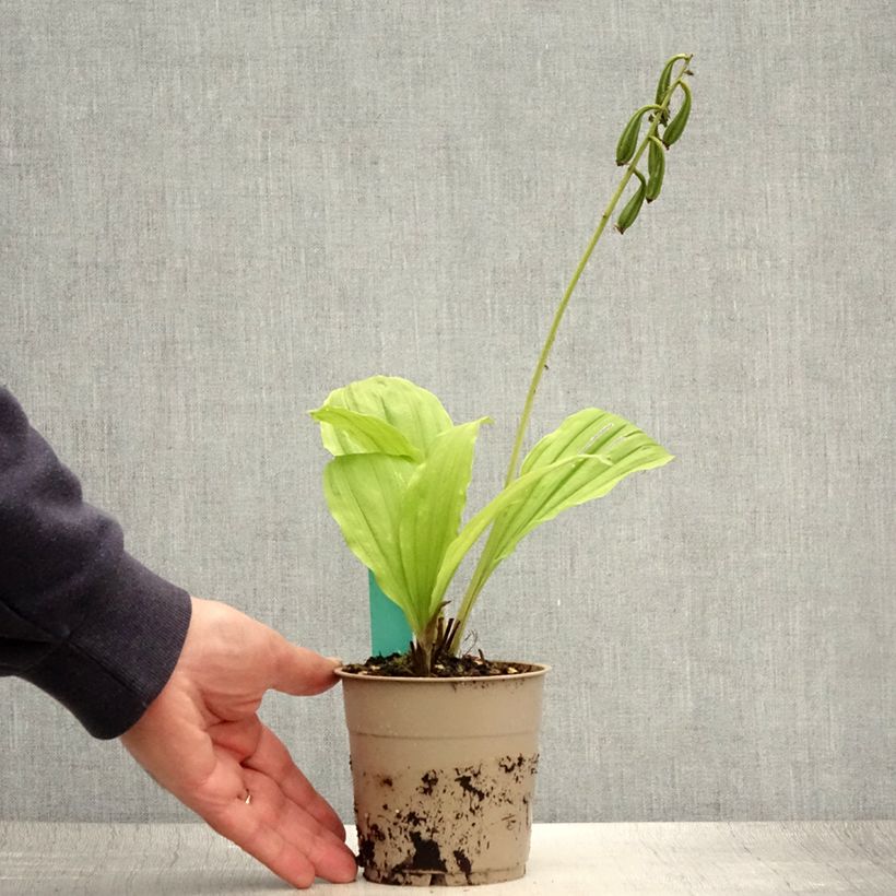Exemplar von Calanthe Takane - Gartenorchidee Topf mit 1L/1,5L wie im Sommer geliefert