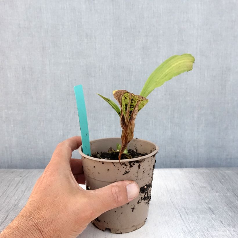 Exemplar von Calanthe tricarinata - Gartenorchidee Topf mit 1L/1,5L Kaliber/Größe I wie im Sommer geliefert
