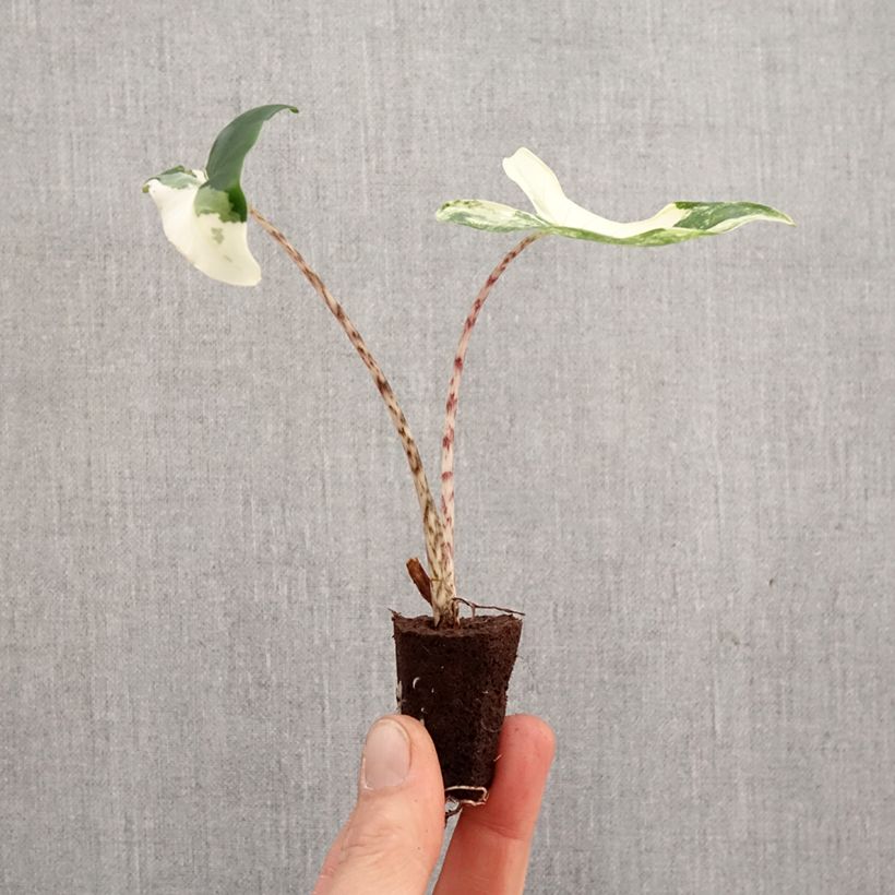 Exemplar von Calathea Beauty Star - Mini-motte Ø 3/4 cm wie im Frühjahr geliefert