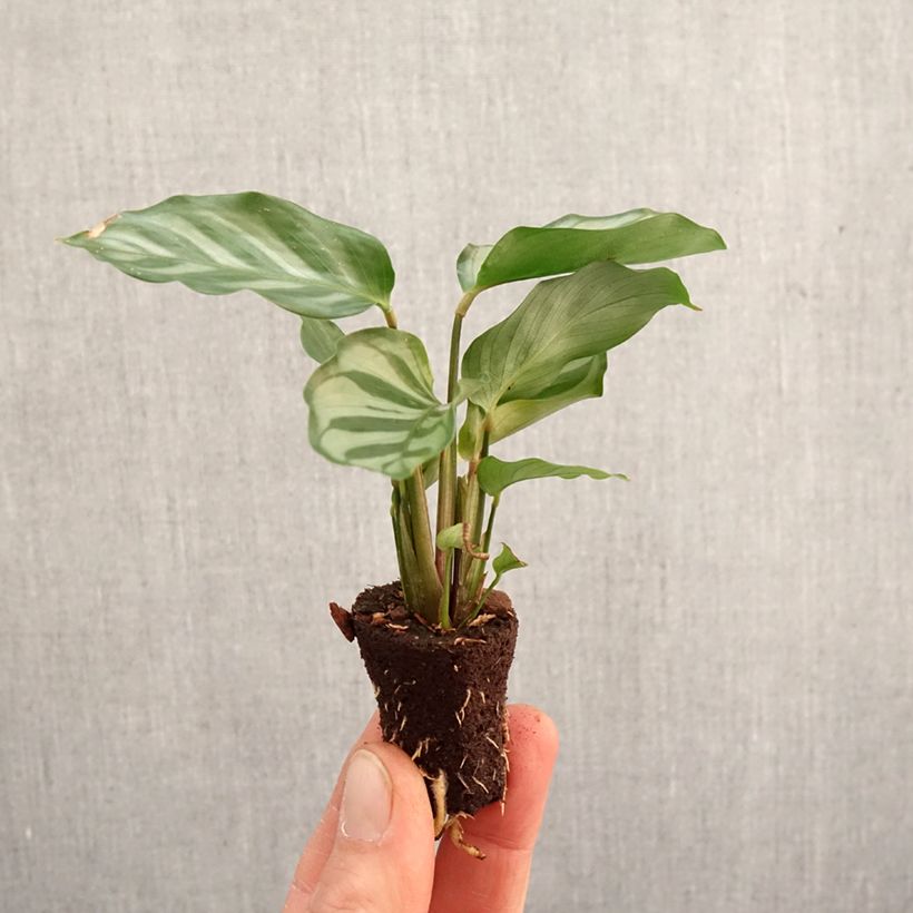 Exemplar von Calathea Freddie - Mini-motte Ø 3/4 cm wie im Frühjahr geliefert
