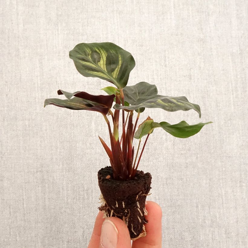 Exemplar von Calathea makoyana - Korbmaranten Mini-plante wie im Frühjahr geliefert