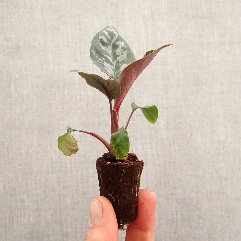 Exemplar von Calathea Maui Queen - Mini-motte Ø 3/4 cm wie im Frühjahr geliefert