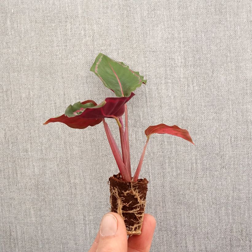 Exemplar von Calathea Medaillon - Mini-motte Ø 3/4 cm wie im Frühjahr geliefert