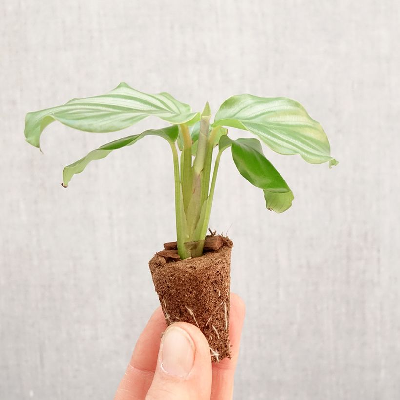 Exemplar von Calathea orbifolia - Mini-motte Ø 3/4 cm wie im Frühjahr geliefert