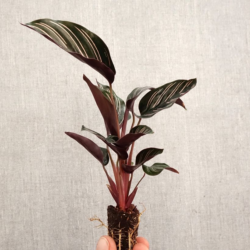 Exemplar von Calathea ornata - Mini-motte Ø 3/4 cm wie im Frühjahr geliefert