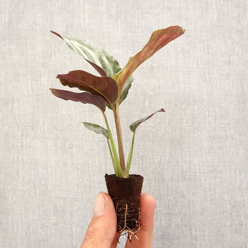 Exemplar von Calathea Peacock - Korbmaranten Mini-plante wie im Frühjahr geliefert