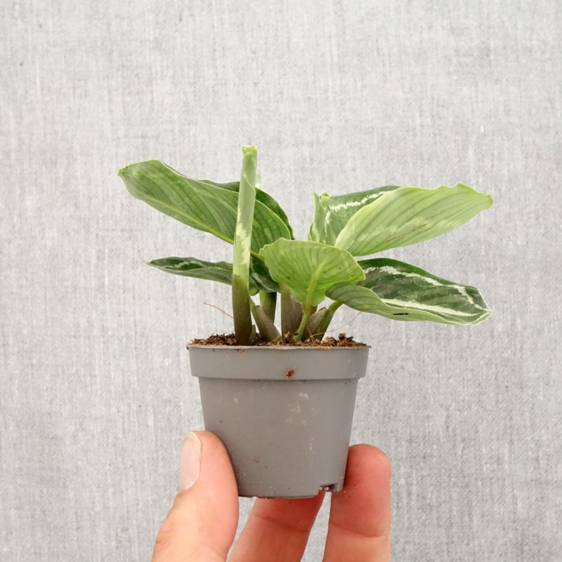 Exemplar von Calathea roseopicta Green - Korbmaranten Mini-plante wie im Frühjahr geliefert