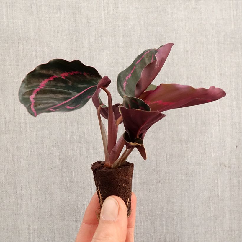 Exemplar von Calathea roseopicta - Mini-motte Ø 3/4 cm wie im Frühjahr geliefert