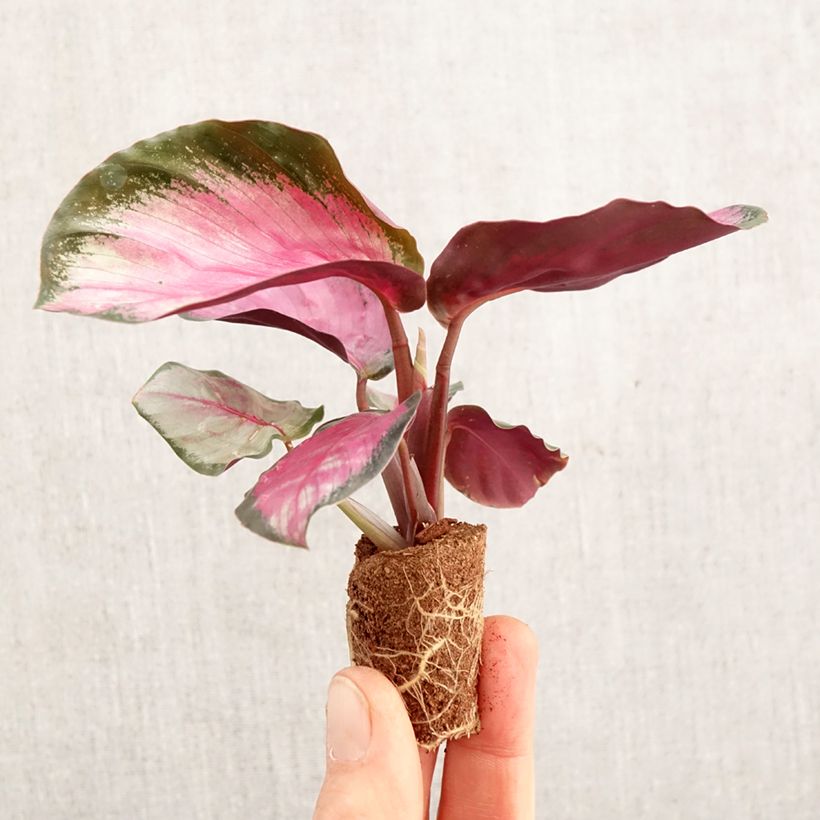 Exemplar von Calathea roseopicta Rosy - Mini-motte Ø 3/4 cm wie im Frühjahr geliefert