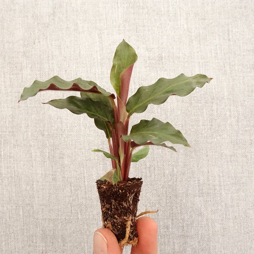 Exemplar von Calathea rufibarba - Korbmaranten Mini-plante wie im Frühjahr geliefert