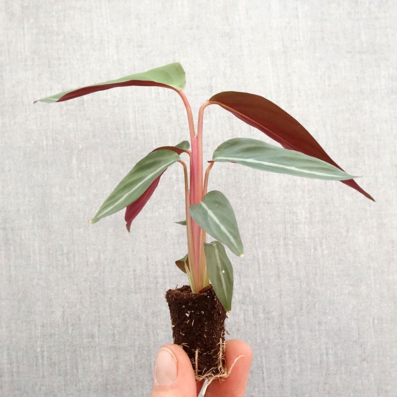 Exemplar von Calathea sanguinea - Korbmaranten Mini-plante wie im Frühjahr geliefert