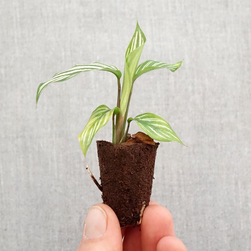 Exemplar von Calathea vittata - Korbmaranten Mini-plante wie im Frühjahr geliefert